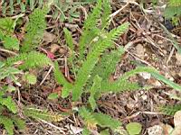 Achillee millefeuille (2) (Photo F. Mrugala)